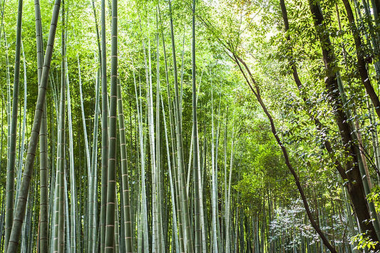 The Secret Story of the Chinese Bamboo Tree.