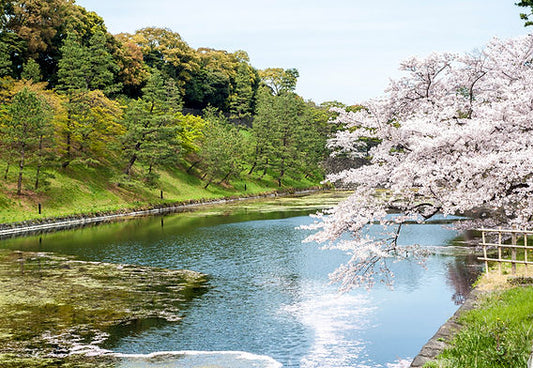 What is Japan's Sakura Season all about?